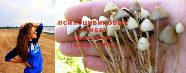 apvp Алзамай