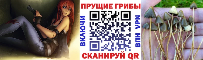 Псилоцибиновые грибы мицелий Кропоткин